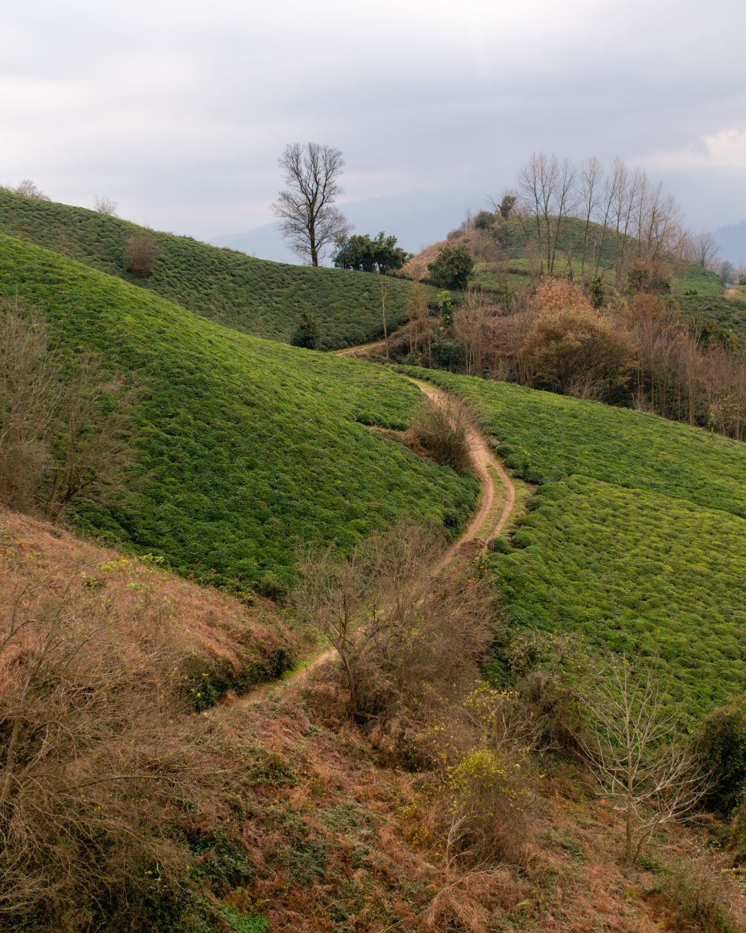 Tea plantations on the hills of Lahijan in northern Iran