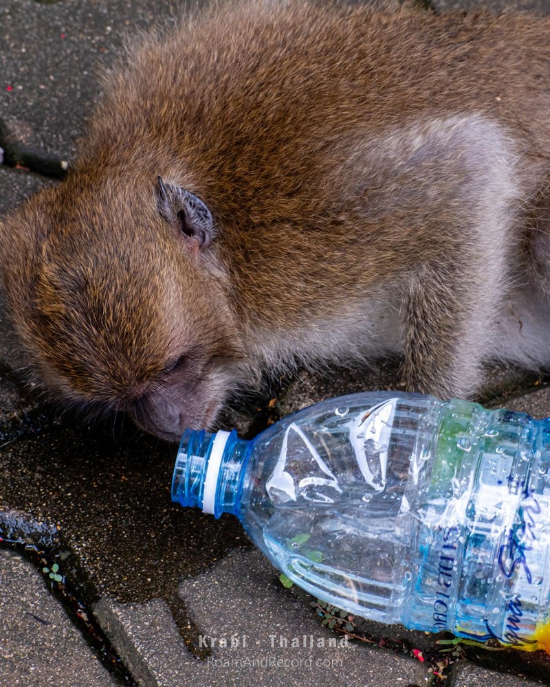 A monkey at Tiger Cave Temple in Krabi, Thailand, drinking from a plastic container that a tourist has probably tossed on the ground