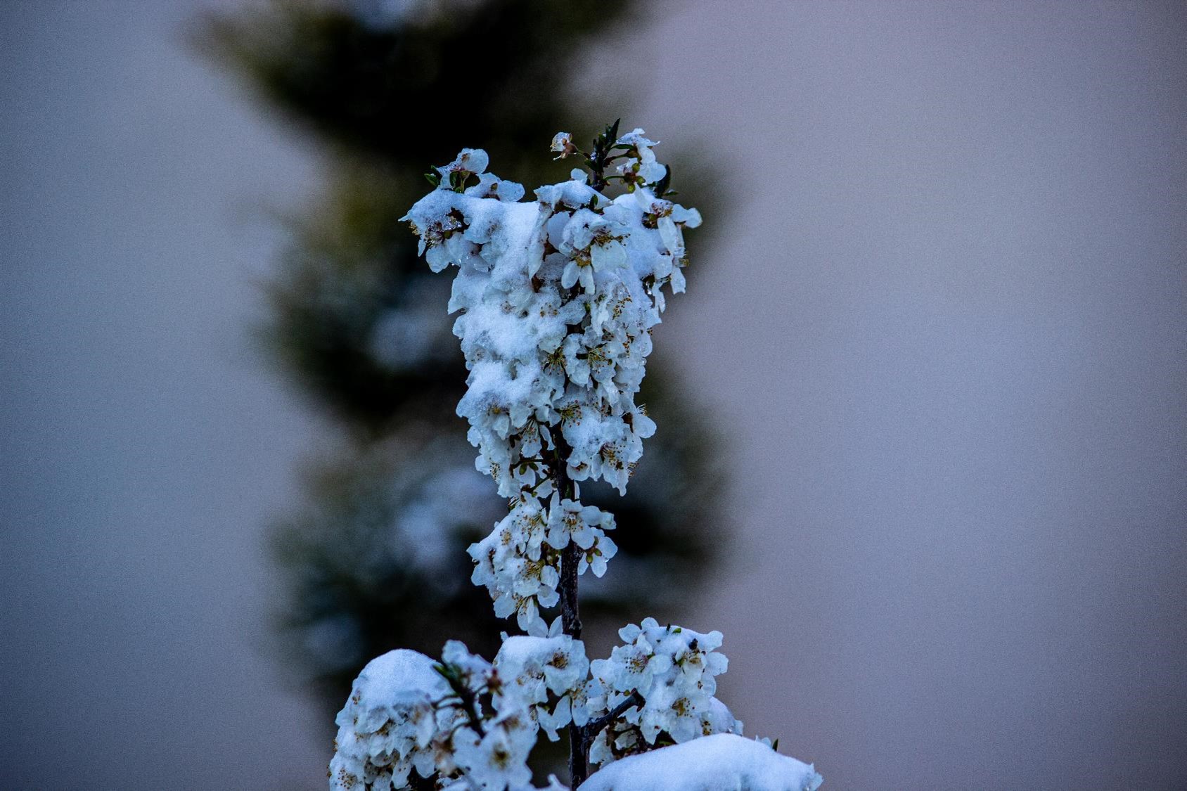 Cherry blossoms hidden under the surprising spring snow like a snowman