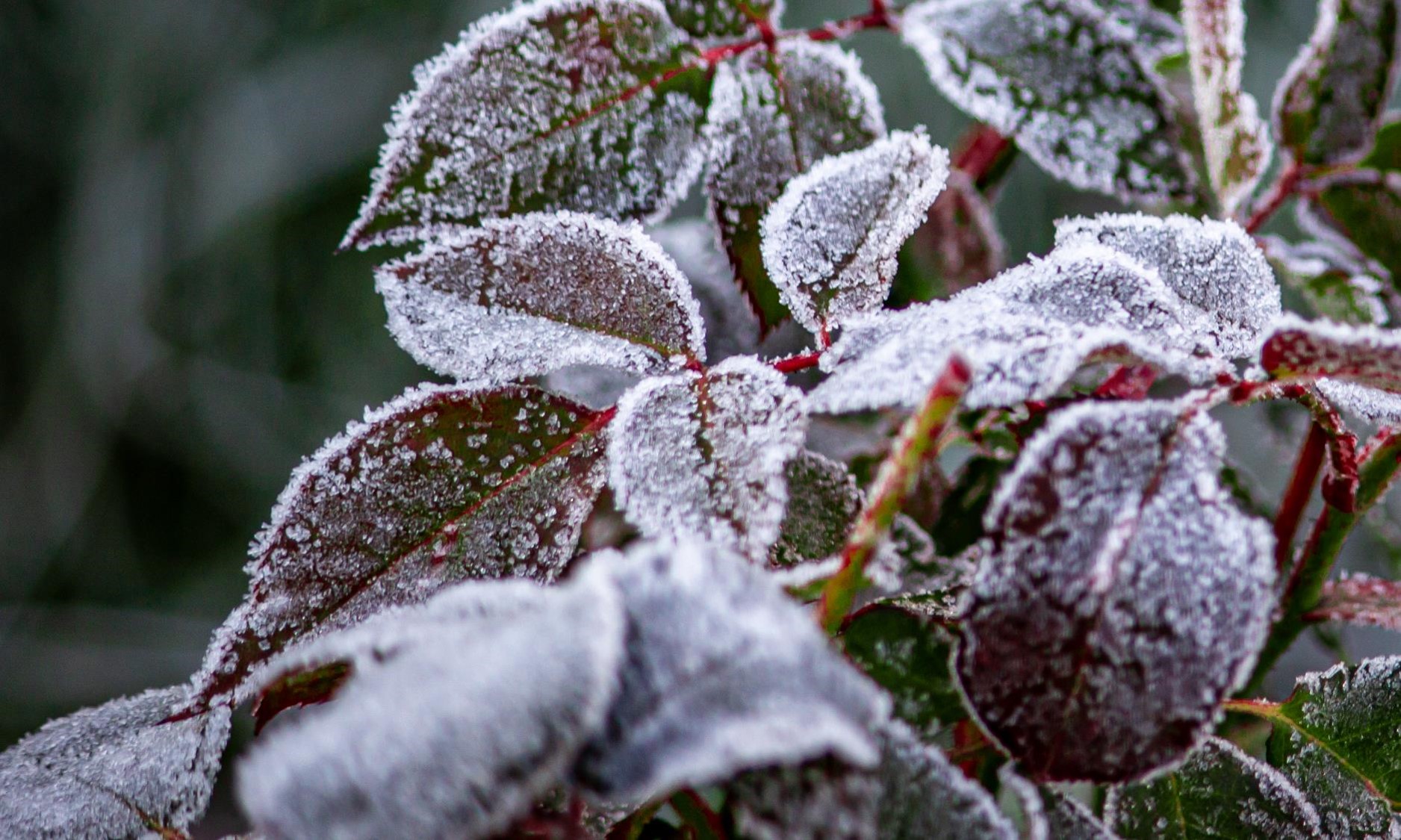 Frozen leaves surprised by the spring cold