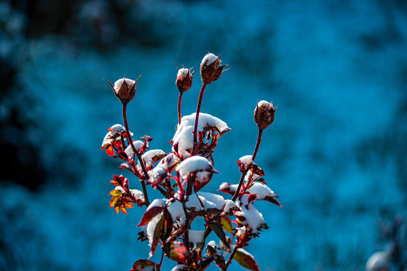 Young branches and buds of rose under the spring snow